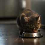 Comment conserver les croquettes pour chats ?