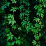 Un Jardinier Domont intervient-il toute l&rsquo;année ?